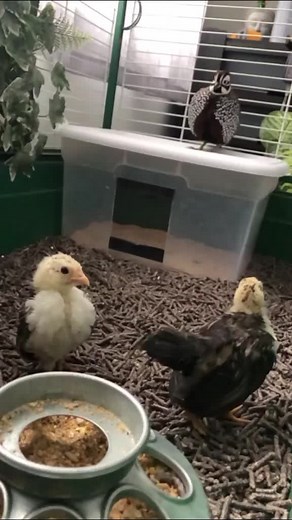 Caring for Young Quails: A Guide to Their Activities