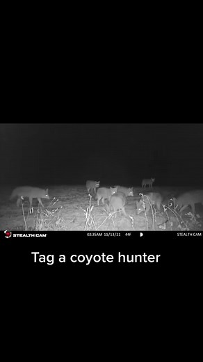 🐺 🐺 #BbStyleFearlessly #stealthcam #trailcamera