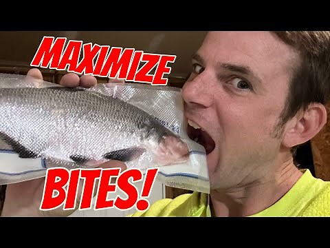 3 easy steps: The best way to freeze shad