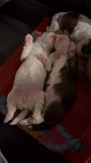 The Havanese babies are enjoying a ￼good nap. They ￼should be posted on the website soon. https://littlejoypups.com/havanese-puppies/￼ | Petite Joie Puppies