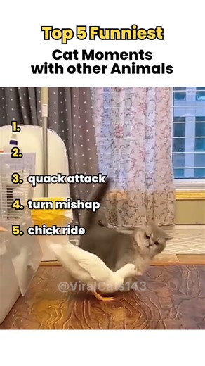 Top 5 Funniest Cat Moments with Other Animals 😹