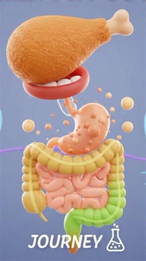 What Happens Inside Your Body After Eating Chicken Fry? #chicken #digestion