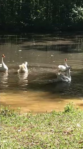 White Chinese Geese | Cackle Hatchery