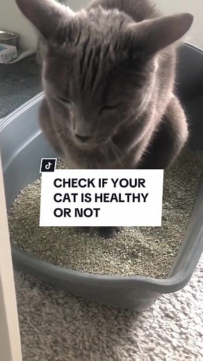 How to know your cat’s health condition by its poop! 🙀 | cats