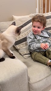 58K views · 2.5K reactions | Trying to teach a toddler to pronounce Paloma  | Sapphire Kittens | Facebook