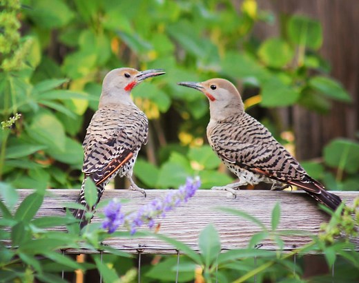 Birds of Alabama: The Bird Watcher’s Guide (2022)
