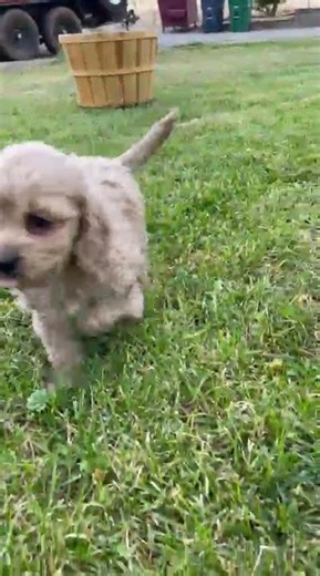 Cockapoo Puppies California – Loving Companions Waiting for You