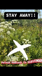 2.3M views · 11K reactions | In a suburban Cincinnati backyard a deadly weed nearly killed a man doing yardwork: https://bit.ly/3T2lrl6 | LOCAL 12, WKRC-TV | Facebook