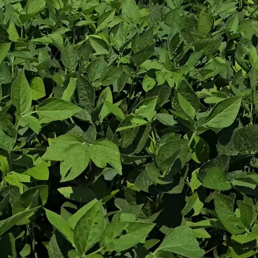 🌱 Lo que define tu cosecha empieza bajo tierra. 🧪 Realizamos análisis de suelo con muestreo por ambiente y estudio en laboratorio para conocer su fertilidad real. 📈 Con un diagnóstico preciso planificás mejor la siembra, ajustás la fertilización y asegurás cosechas más estables y productivas. 📲 Visitá nuestra web y cotizá tu análisis gratis 👉 https://terratecharg.com | Terratech Arg