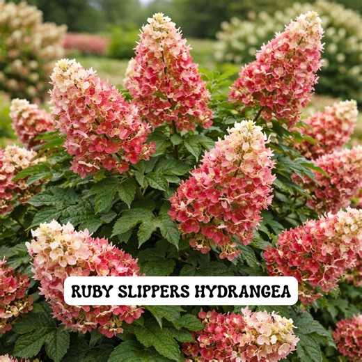 Ruby Slippers Dwarf Oakleaf Hydrangea, White to Red Blooms, 4 Inch Pot - Etsy