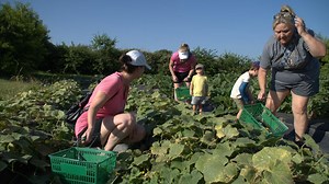 A fruitful business: Pick-your-own-produce farms harvest new revenue streams in growing agritourism industry