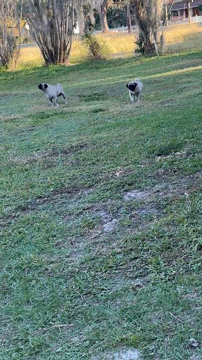 Larry Murphy on Reels