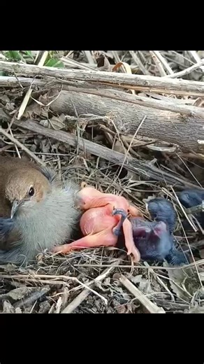 Mother Birds Nurturing and Protecting Their Young