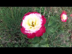 Double Delight Hybrid Tea Rose