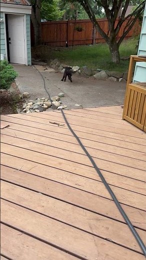 Meet Elena a Poodle, Standard currently available for adoption! 7/11/2025 1:21:00 PM