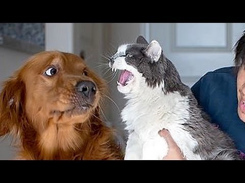 If you want to LAUGH HARD, WATCH FUNNY ANIMALS - Funny ANIMAL compilation