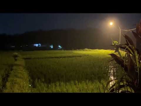 Dark Rural Night Ambience with Crickets and Night Breeze | Deep Sleep Nature Sounds