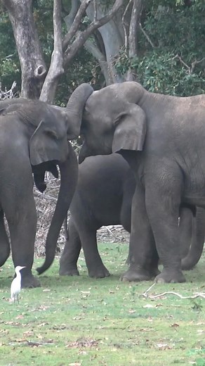 Three elephants perform a mysterious trunk dance as a curious bird hovers. WATCH MORE: https://bit.ly/41WjGv8 #Wildlife #Elephants #Nature