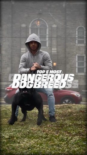 86K views · 1.3K reactions | Today, we're busting myths and shining a light on the dog breeds often labeled as the most dangerous. Are they truly a threat, or is there more to the story? 樂  Dive into each breed's background, characteristics, and the truth behind their reputation. Learn why upbringing, training, and responsible ownership matter more than breed labels. 樂 Have questions or other myths you want us to tackle? Comment below! ️ | The Bully View | Facebook