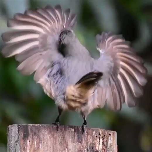 A juvenile Victoria's Riflebird performs his elaborate courtship dance to an unimpressed female.📽: wildlife.raynsue/ig