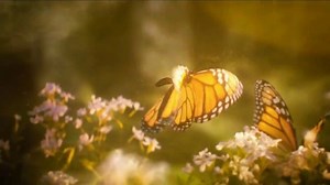 Simply Orange TV Spot, 'Nature Works Even Harder'