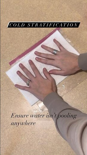 Cold Stratifying LAVENDER #new #easy #howto #gardening #flower #seeds #seed #lavender #seedstarting