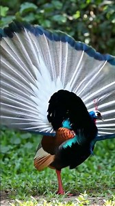 Top Bird Expert Reveals Best Ways to Care for Indian Peafowl