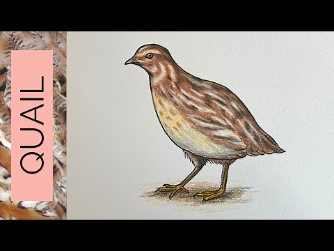 The only QUAIL DRAWING TUTORIAL you’ll ever need…