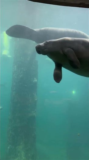 Meet the Giant Otters 🦦 | Playful & Adorable #wondersofriver #GiantOtters #jaidmeel