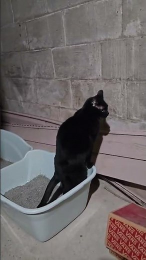 😂Crazy black stands up to poop in her litter box😂