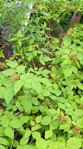 23K views · 515 reactions | I found a TON of wild black cap raspberries!!! Looking forward to harvesting this delicious treat! The leaves also make a nutritious tea! #foraging #foragingforfood #foragingfun #raspberry #raspberries #wildraspberry #homesteadlife #gardening #homesteading #homestead #freefood | Wicked Awesome Gardening | Facebook