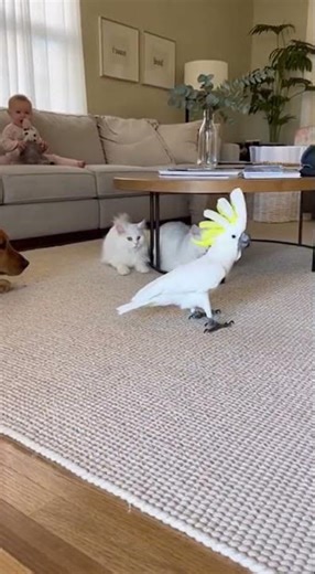 Mr. Parrot Sings Opera Like a Superstar 🎤🦜🎭 #OperaParrot #LivingRoomConcert #KakuduStar #ViralReels