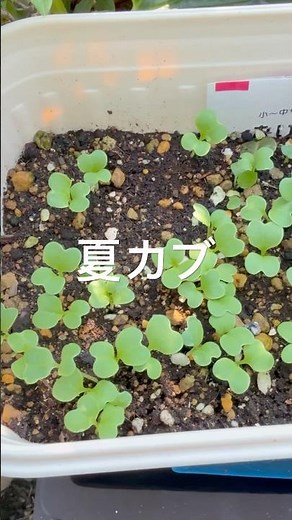 夏かぶいっぱい #野菜日記 #野菜 #野菜栽培 #家庭菜園 #カブ育て方 #カブ栽培 #カブ