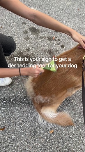 The Shedding Truth About Golden Retrievers