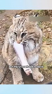 girl encountered a lynx caught in a trap#animals #foryou #healing #rescue #lynx #viralreelsシ | Alfredosmovie