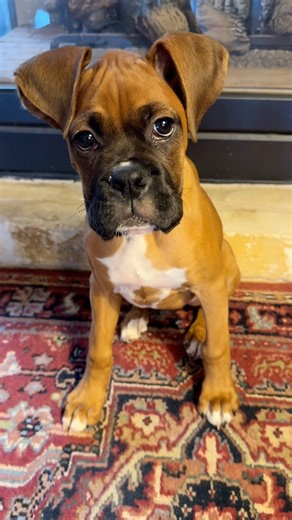 822 reactions · 11 shares | 13 weeks old today. I quietly watched mom make her cooking videos, played with big brother, Jiro, made lots of messes and I have no complaints. #toshiboxer | Three Boxer Brothers | Facebook