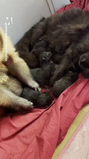 Just a monkey and some kittens, no more no less ❤️ Via ViralHog | Metro