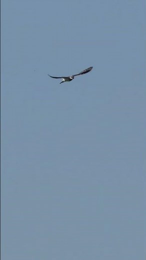 Killdeer calls while flying
