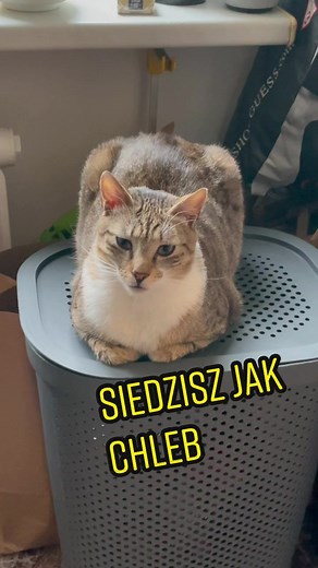 Kocie siedzisz jak chleb! Śmieszny kotek przy chlebku - śmieszne tiktoki