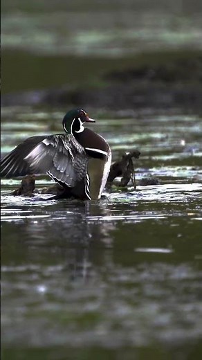 Meet the Most Colorful Duck in North America!