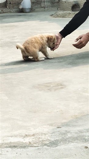 "Labrador Puppy Ki Masti 🐾😂"#labradorretriever #labrador #puppylove #petlover #dogshorts #2026 #like