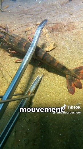 Journée de pêche à 5200€ 💵 😱 #pechesoumarine #peche #poisson #ocean #crevette