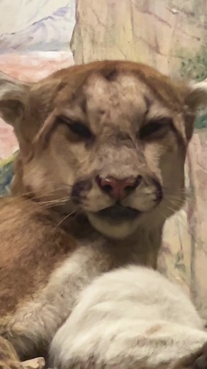 Explore Cougars at the Museum This Summer