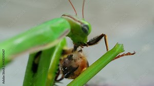 Predator praying mantis eating an insect close up shot