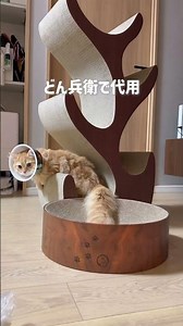 【生後6か月ミヌエツト】去勢手術にて、確認不足のためカラーがなく、どん兵衛で代用する動画 #猫のいる暮らし #cat #子ネコ #ミヌエット #去勢手術