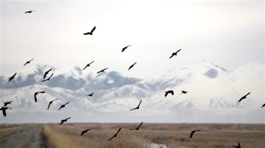 Utah joins the 126th nationwide Christmas Bird Count