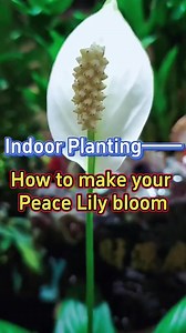 1.5K views · 14 reactions | Peace lily planting tips | Garden and Lifehacks V1 | Facebook
