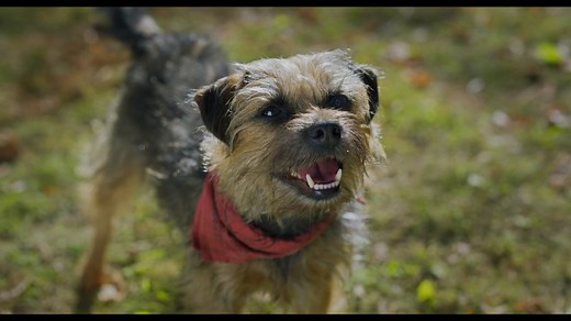 映画『スラムドッグス』が描く犬の復讐劇