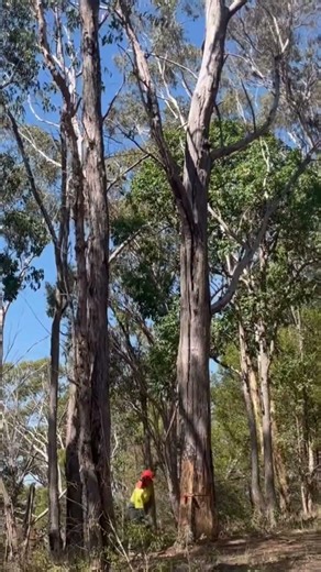 I just cut Down a Large dead Tree (Widow Maker) Australia #wood#trees #treeFalling ##svenomick