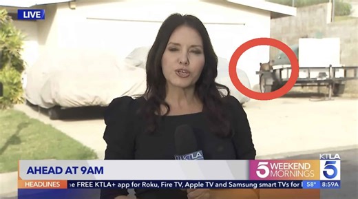 Bear Appears In Live News Report About Bear Attack in California Neighborhood